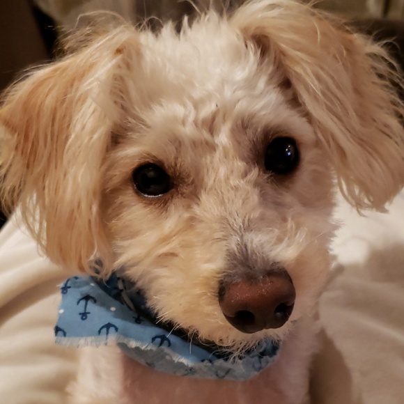 Black sweater dress with exposed zipper on back - Picture 6 of 6